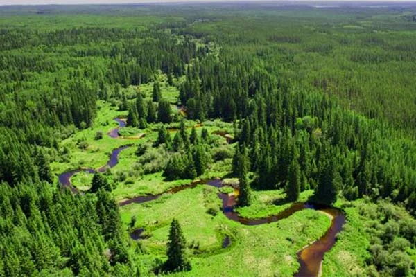 Boreal Forest in Canada